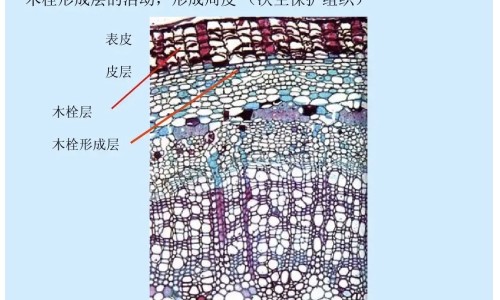 桑堪的功效和副作用分别是什么？